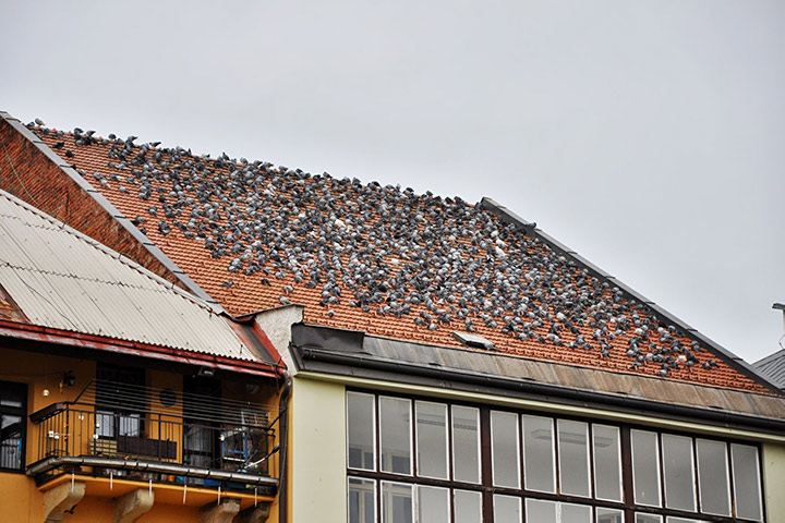 A2B Pest Control are able to install spikes to deter birds from roofs in Launceston. 
