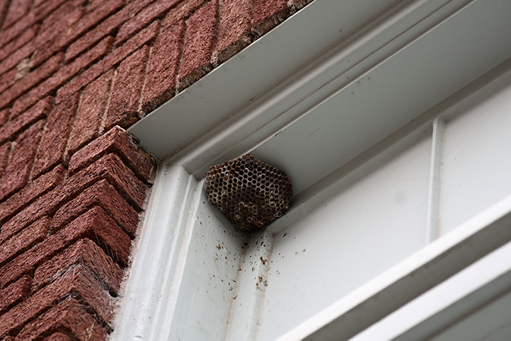 We provide a wasp nest removal service for domestic and commercial properties in Launceston.